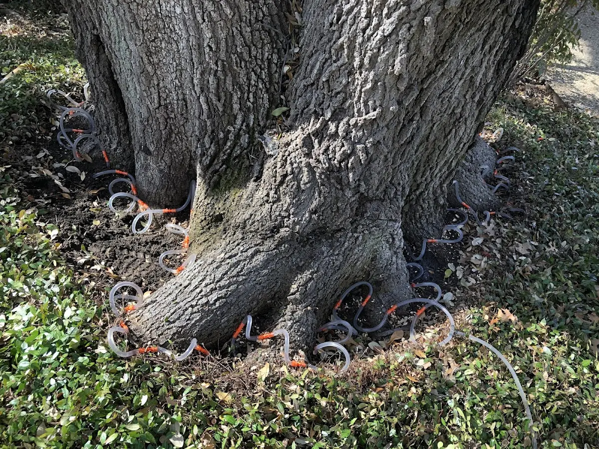 Detailed Tree Cabling and Bracing job site in Louvale