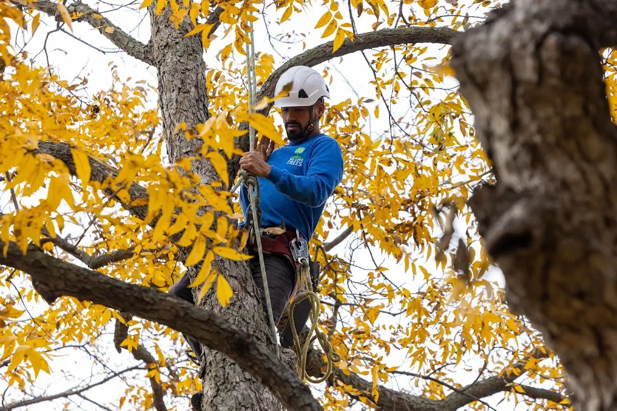 Skilled Tree Pruning crew working in Louvale
