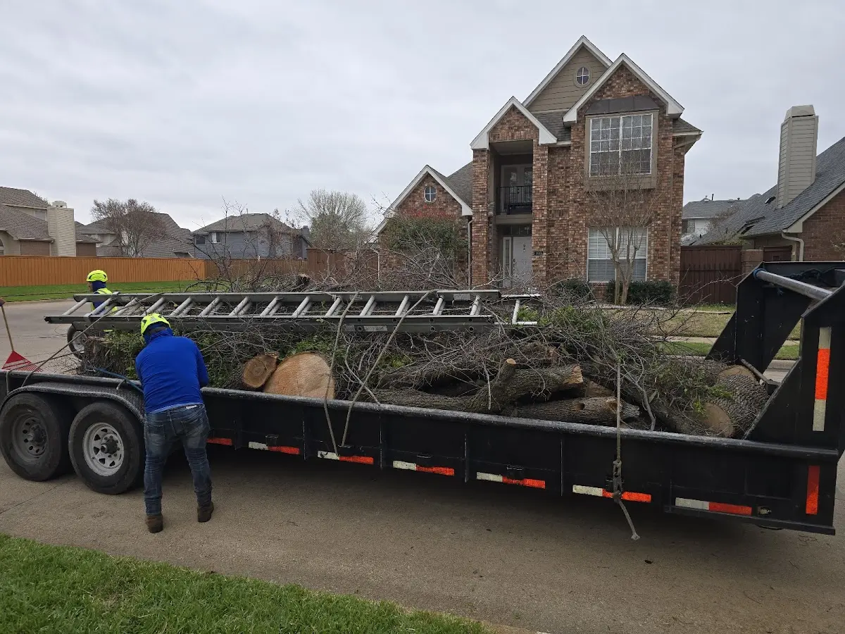 Expert Tree Removal with proper safety equipment in Louvale
